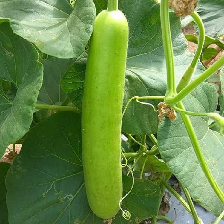 بذر کدو خورشتی درختی چارلیستون ۵ عددی