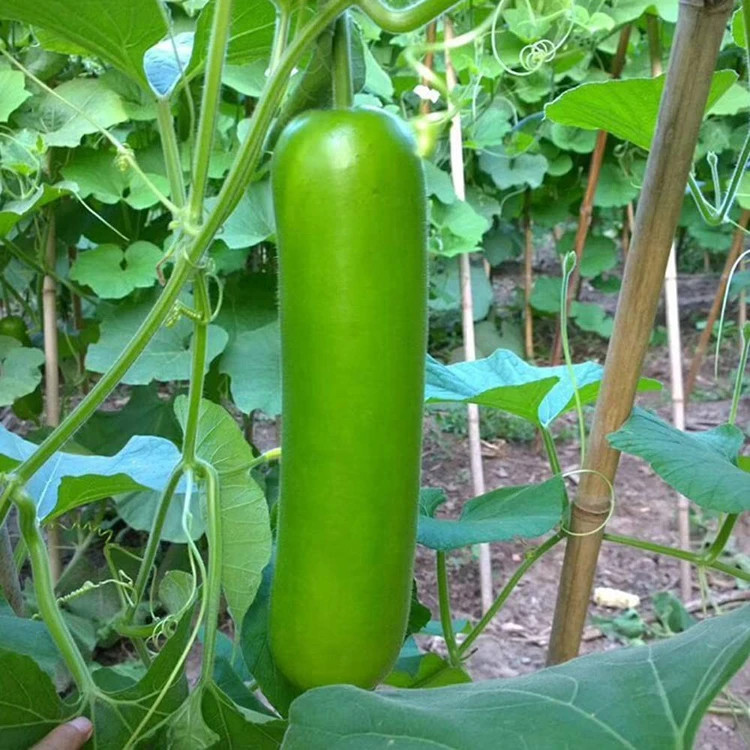 بذر کدو خورشتی درختی چارلیستون ۵ عددی