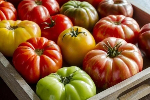 بذر گوجه فرنگی میکس