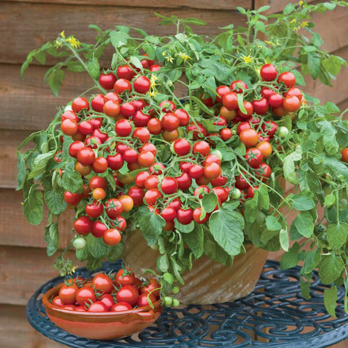 بذر گوجه فرنگی گیلاسی چری قرمز پاکوتاه (گوجهفرنگی گلدانی)