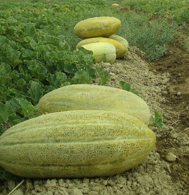 بذر خربزه خاتونی سینا