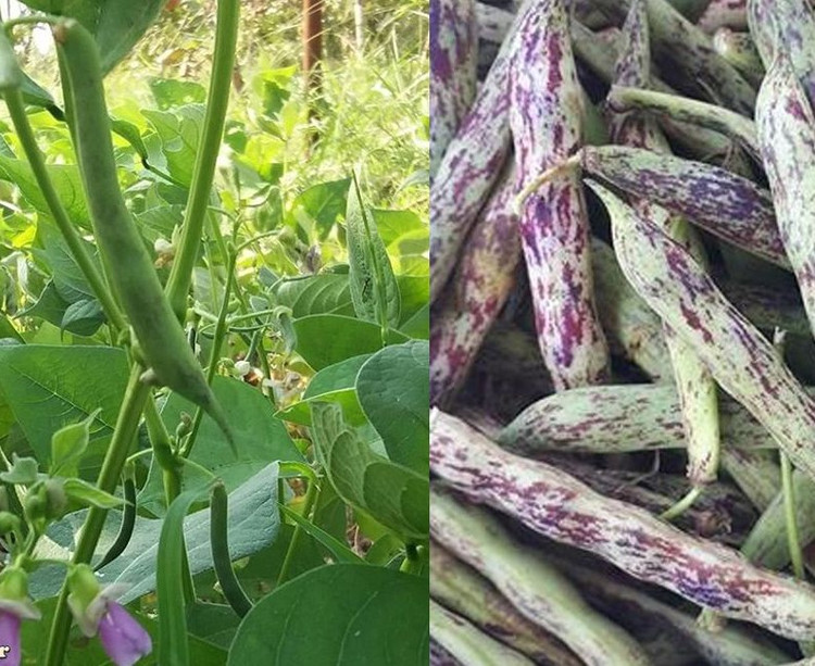بذر لوبیا محلی گیلان پاچ باقلا مخصوص باقلا قاتق
