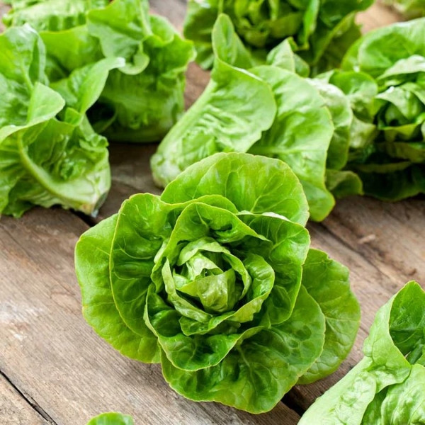 بذر کاهو لیتل جم سبز (Green Little Gem Lettuc