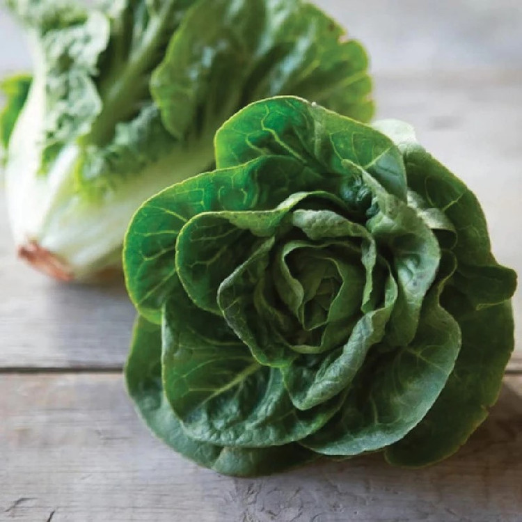 بذر کاهو لیتل جم سبز (Green Little Gem Lettuc