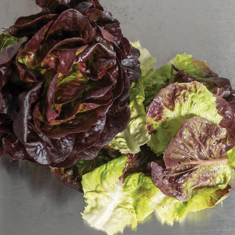 بذر کاهو لیتل جم قرمز (Red Little Gem Lettuce)