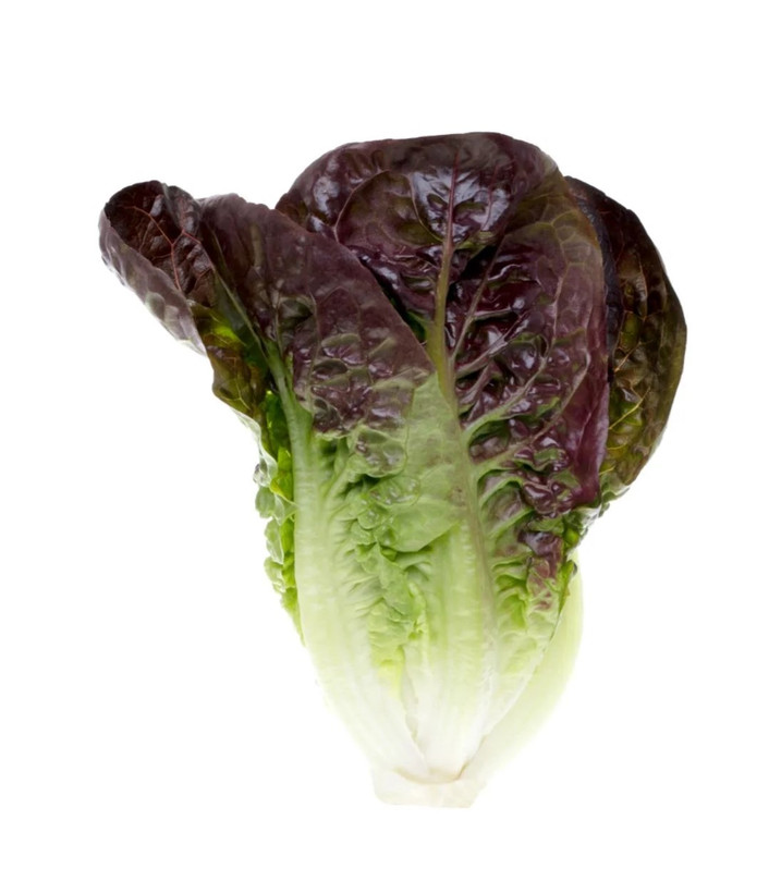 بذر کاهو لیتل جم قرمز (Red Little Gem Lettuce)