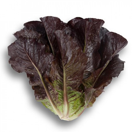 بذر کاهو لیتل جم قرمز (Red Little Gem Lettuce)