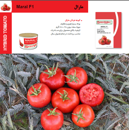 بذر گوجه فرنگی هیبرید مارالF1 شرکت سید وی