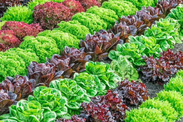 بذر میکس کاهو لیتل جم سبز و قرمز ( Mixed Green Little Gem Lettuc green and red