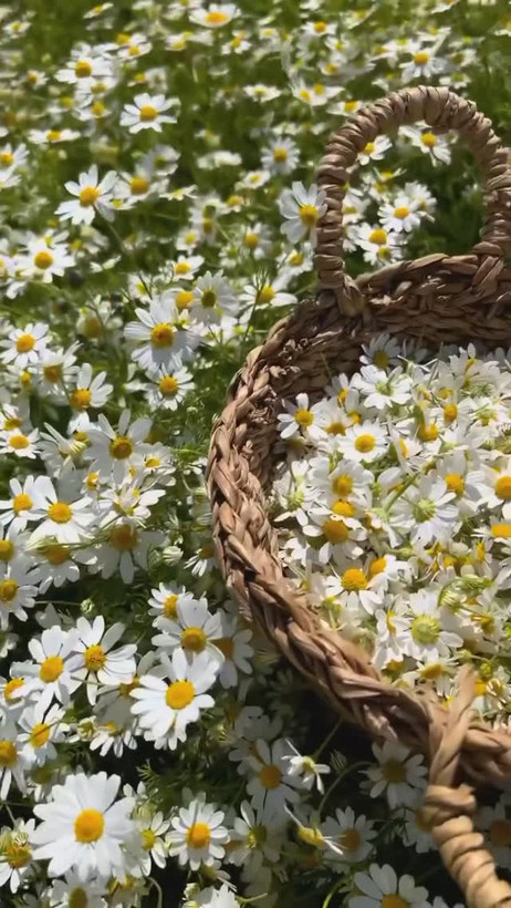 بذر بابونه آلمانی(دارویی)