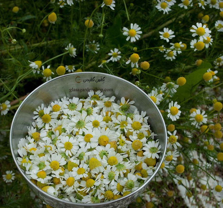 بذر بابونه آلمانی(دارویی)
