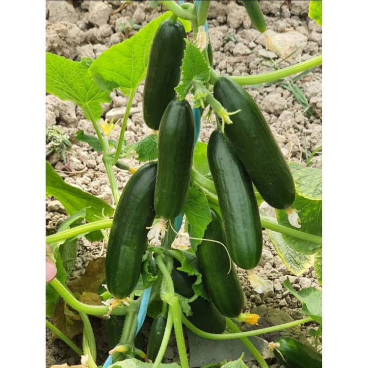 بذر خیار بوته ای هیبرید مینی استار گاوریشF1