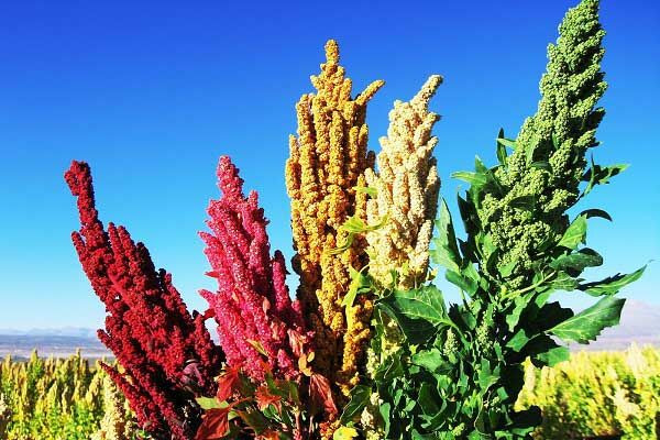 بذر کینوا خاویار گیاهی