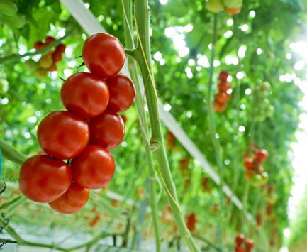 بذر گوجه فرنگی هیبرید ازمیر سیجنتاگلخانه ای