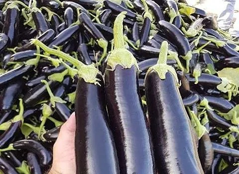بذر بادمجان قلمی ورامین
