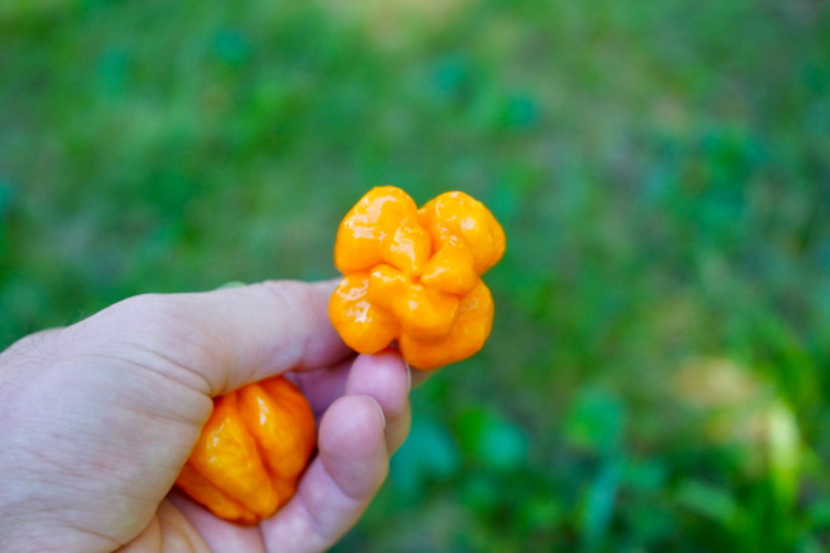 بذر فلفل تند و کمیاب اسکاتچ بانت نارنجی (Scotch Bonnet) ۵ عددی
