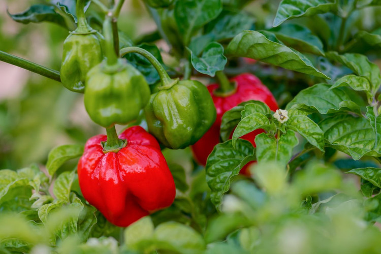 بذر فلفل تند و کمیاب اسکاتچ بانت نارنجی (Scotch Bonnet) ۵ عددی
