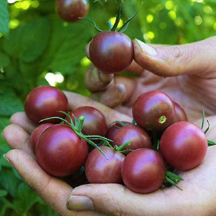 بذر گوجه گیلاسی چری شکلاتی