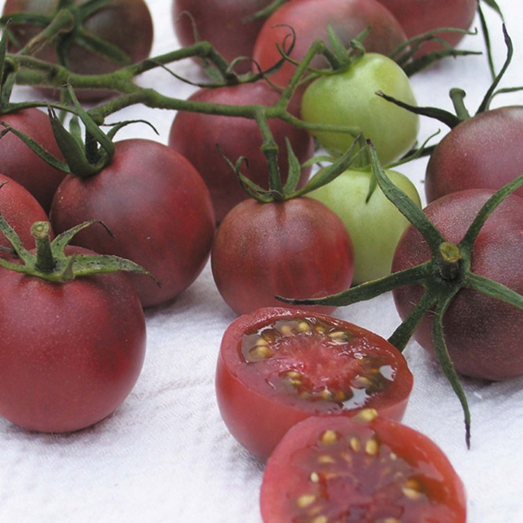 بذر گوجه گیلاسی چری شکلاتی