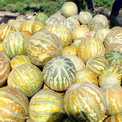 بذر خربزه تیل آتشی