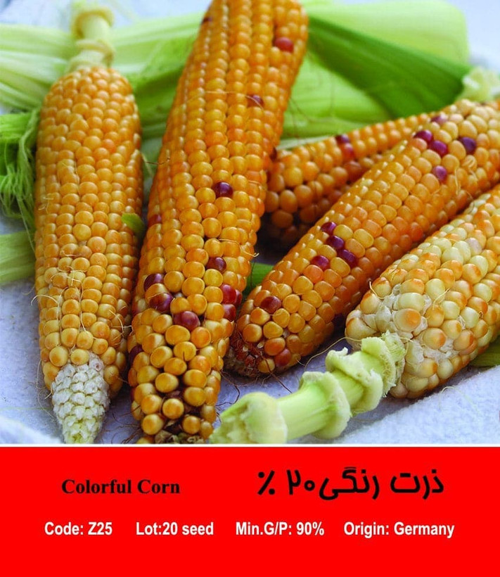 بذر ذرت رنگی 30 درصد