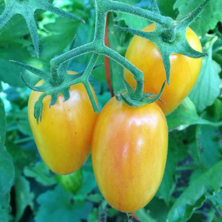 بذر گوجه زیتونی زرد درشت درختی