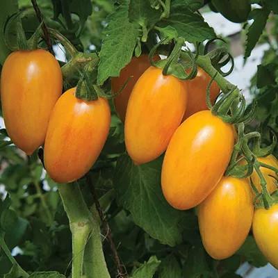بذر گوجه زیتونی زرد درشت درختی