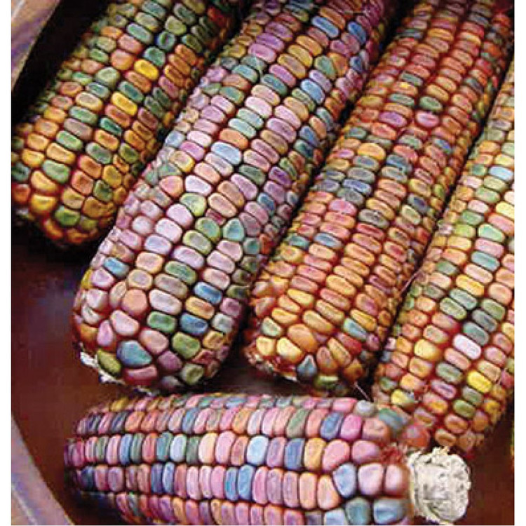 بذر ذرت دندان زمین (Earth Tones Corn Den