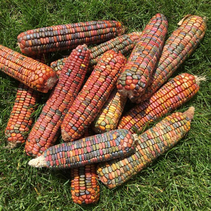بذر ذرت دندان زمین (Earth Tones Corn Den