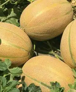 بذر خربزه ملون درنیان