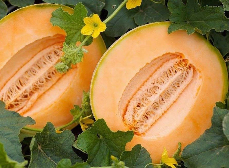 بذر گرمک اصیل ایرانی