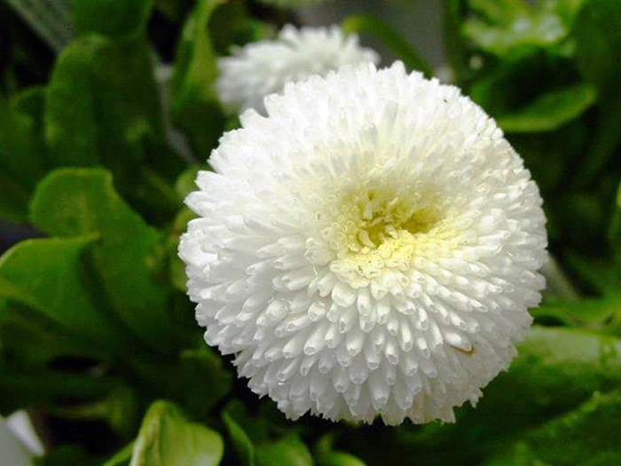 بذر گل مینا تابستانه سفید