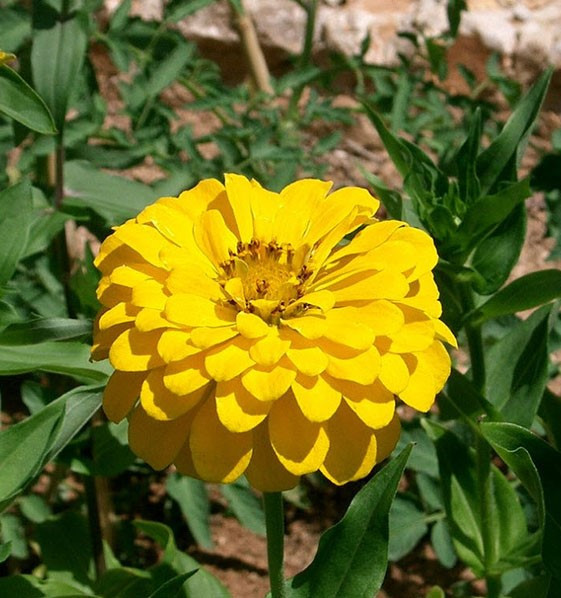 بذر گل آهار زرد