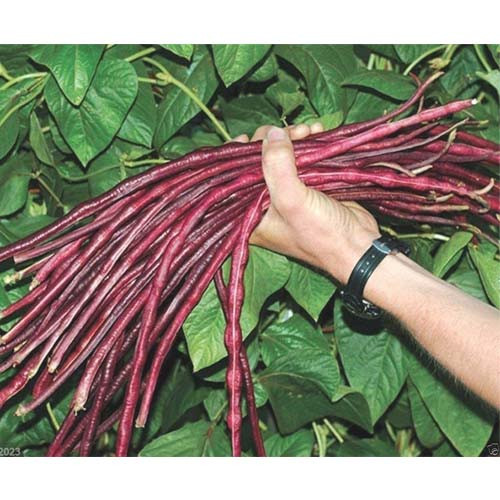 بذر لوبیا متری لوبیا رشته ای قرمز (لوبیا نودلی)
