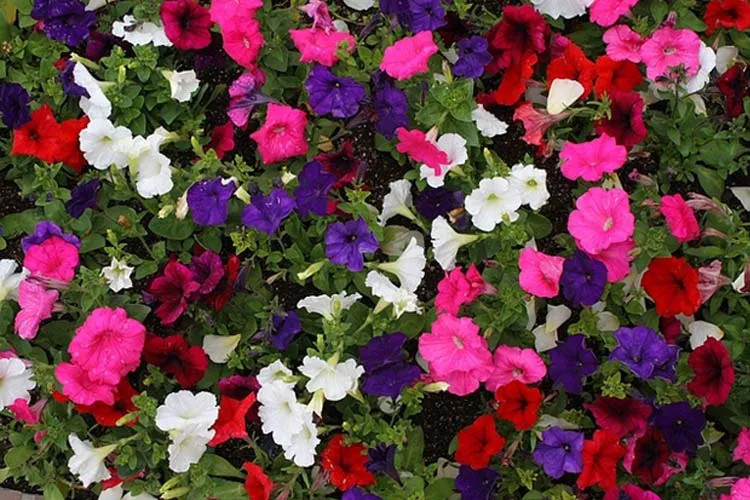 بذر گل اطلسی ایرانی معطر الوان