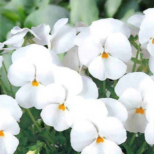 بذر گل بنفشه سفید
