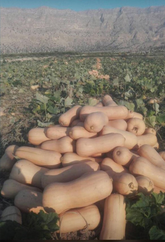بذر کدو تنبل قلمی