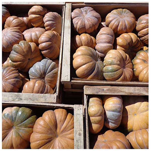 بذر کدو انجیری خرمایی