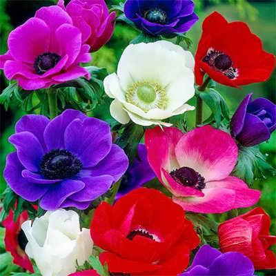 بذر گل شقایق نعمانی (آلمون) الوان