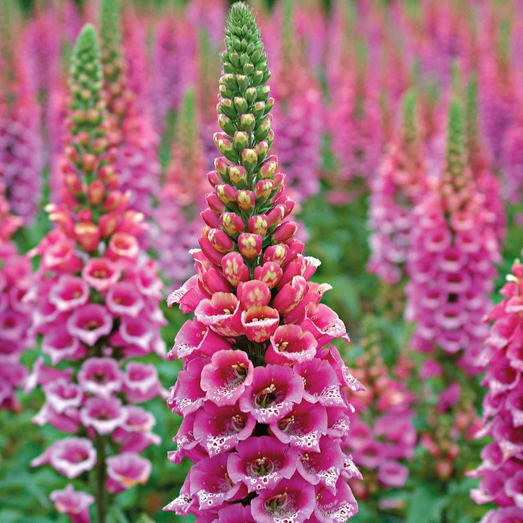 بذر گل انگشتانه الوان(Fox gloves)
