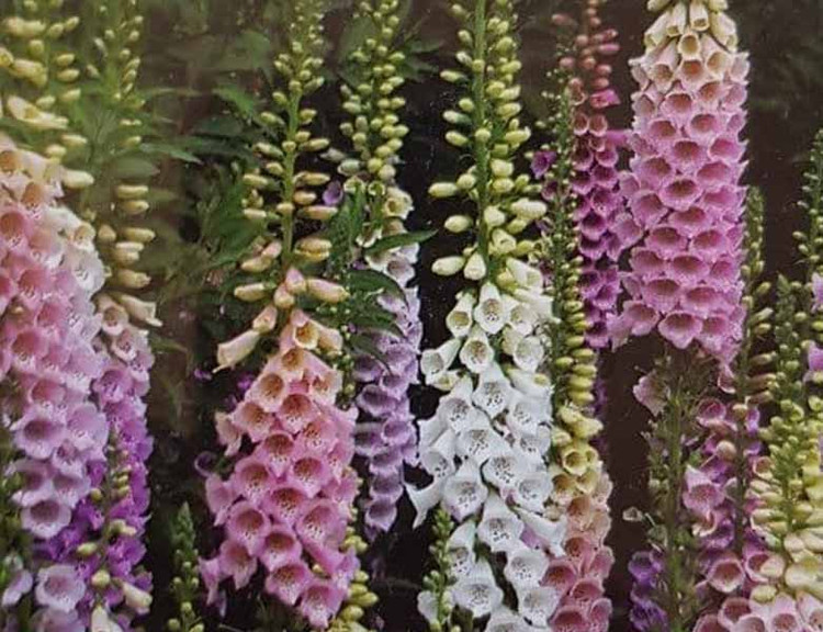 بذر گل انگشتانه الوان(Fox gloves)