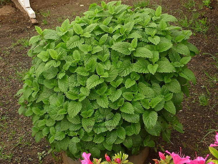 بذر بادرنجبویه