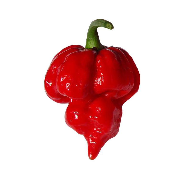بذر فلفل تند و بسیار کمیاب عقرب ترینیداد ( Trinidad Scorpion )