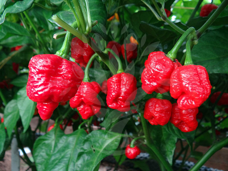 بذر فلفل تند و بسیار کمیاب عقرب ترینیداد ( Trinidad Scorpion )