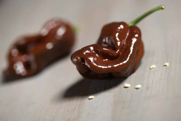 بذر فلفل هابانرو چاکلت | HABANERO Chocolate