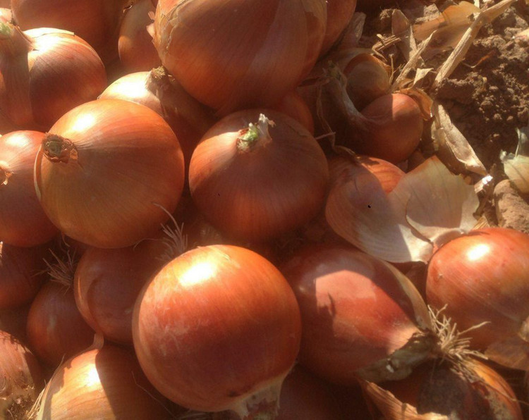 بذر پیاز زرد استاندارد Yellow Sweet Spanish ایران بذر