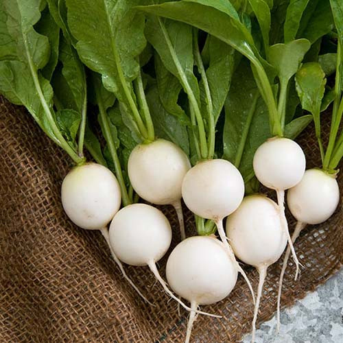 بذر تربچه نقلی سفید