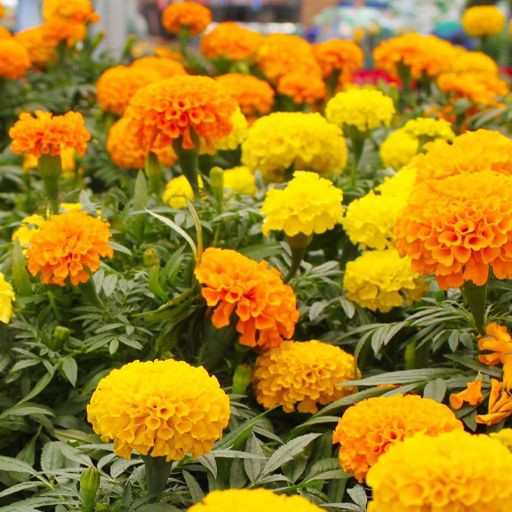 جعفری پاکوتاه گل درشت الوان