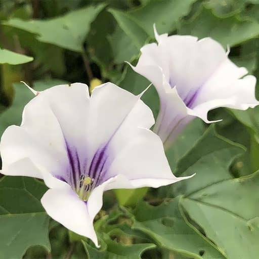 بذر گل داتوره(تاتوره) سفید