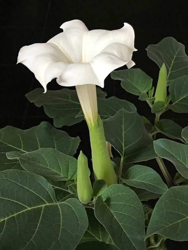 بذر گل داتوره(تاتوره) سفید